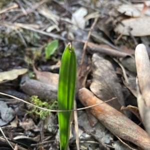 Thelymitra sp. at Black Mountain - 19 Mar 2024