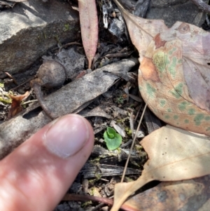 Chiloglottis sp. at Black Mountain - suppressed