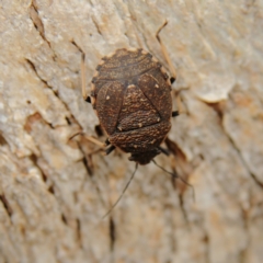 Platycoris rotundatus (A shield bug) at Cantor Crescent Woodland, Higgins - 17 Mar 2024 by Trevor