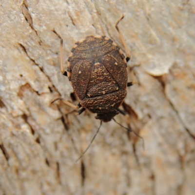 Platycoris rotundatus (A shield bug) at Cantor Crescent Woodland - 17 Mar 2024 by Trevor