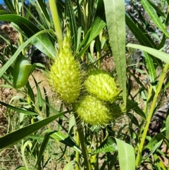 Gomphocarpus fruticosus (Narrow-leaved Cotton Bush) at Mount Ainslie - 19 Mar 2024 by HarleyB