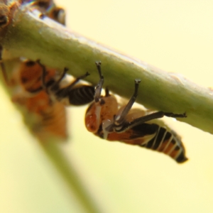 Eurymelinae (subfamily) at Cantor Crescent Woodland, Higgins - 17 Mar 2024