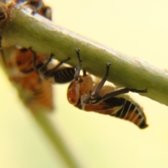 Eurymelinae (subfamily) (Unidentified eurymeline leafhopper) at Cantor Crescent Woodland - 17 Mar 2024 by Trevor