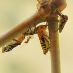 Eurymelinae (subfamily) at Cantor Crescent Woodland, Higgins - 17 Mar 2024