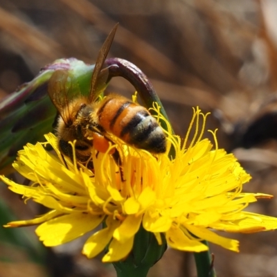 Apis mellifera (European honey bee) at Yarralumla Grassland (YGW) - 18 Mar 2024 by JodieR