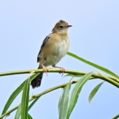 Cisticola exilis (Golden-headed Cisticola) at Jerrabomberra Wetlands - 19 Mar 2024 by Thurstan