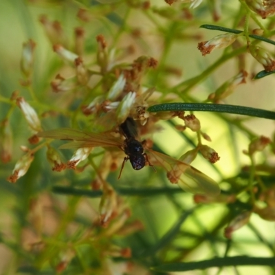 Thynninae (subfamily) (Smooth flower wasp) at Yarralumla Grassland (YGW) - 19 Mar 2024 by JodieR