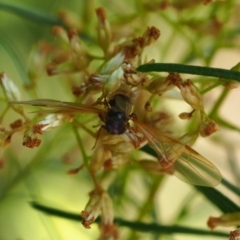 Thynninae (subfamily) at Yarralumla Grassland (YGW) - 19 Mar 2024