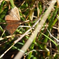 Scopula rubraria (Reddish Wave, Plantain Moth) at Yarralumla Grassland (YGW) - 18 Mar 2024 by JodieR