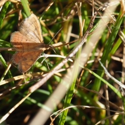 Scopula rubraria (Reddish Wave, Plantain Moth) at Yarralumla Grassland (YGW) - 19 Mar 2024 by JodieR