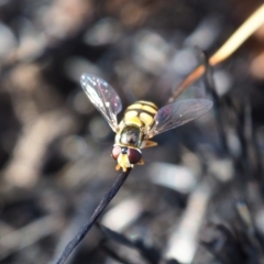 Simosyrphus grandicornis (Common hover fly) at Yarralumla Grassland (YGW) - 18 Mar 2024 by JodieR