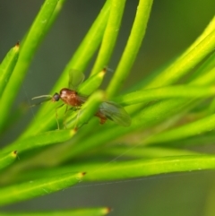 Unidentified Parasitic wasp (numerous families) at Yarralumla Grassland (YGW) - 18 Mar 2024 by JodieR