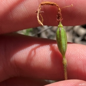 Eriochilus cucullatus at Black Mountain - suppressed