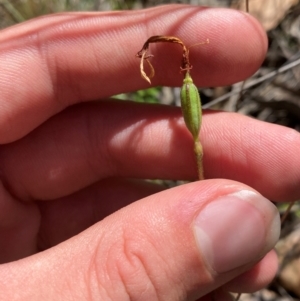 Eriochilus cucullatus at Black Mountain - suppressed