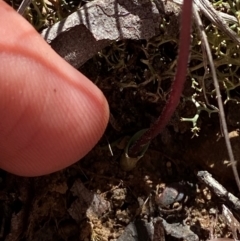 Eriochilus cucullatus at Black Mountain - 19 Mar 2024