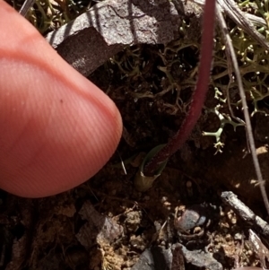 Eriochilus cucullatus at Black Mountain - 19 Mar 2024