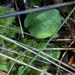 Pterostylis sp. (A Greenhood) at Acton, ACT - 19 Mar 2024 by Tapirlord