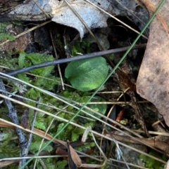 Pterostylis sp. at Black Mountain - 19 Mar 2024