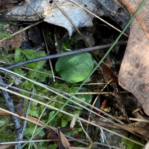 Pterostylis sp. at Black Mountain - 19 Mar 2024