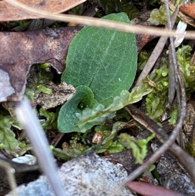 Chiloglottis sp. (A Bird/Wasp Orchid) at Black Mountain - 19 Mar 2024 by Tapirlord