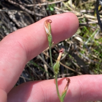 Speculantha rubescens (Blushing Tiny Greenhood) at Point 5822 - 19 Mar 2024 by Tapirlord