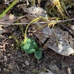 Pterostylis sp. (A Greenhood) at Point 5821 - 19 Mar 2024 by Tapirlord