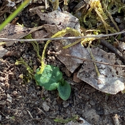 Pterostylis sp. (A Greenhood) at Acton, ACT - 19 Mar 2024 by Tapirlord