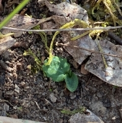 Pterostylis sp. at Point 5821 - 19 Mar 2024