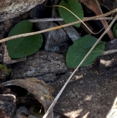 Pterostylis sp. at Point 5821 - suppressed