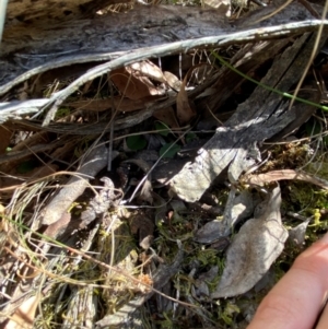 Pterostylis sp. at Point 5821 - suppressed