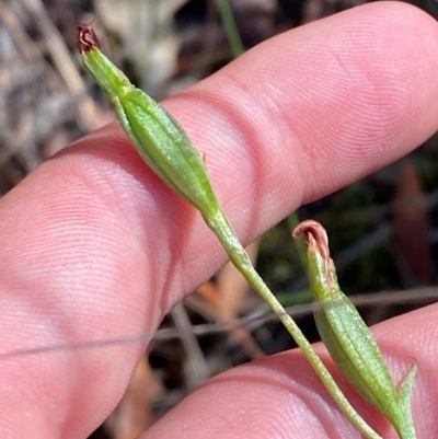 Speculantha sp. (A tiny greenhood) at Acton, ACT - 19 Mar 2024 by Tapirlord