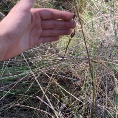 Calochilus sp. at Point 5821 - suppressed