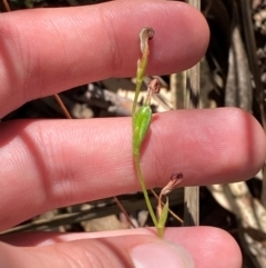 Speculantha sp. (A tiny greenhood) by Tapirlord