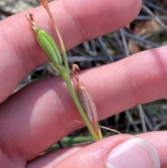 Speculantha sp. (A tiny greenhood) at Black Mountain - 19 Mar 2024 by Tapirlord