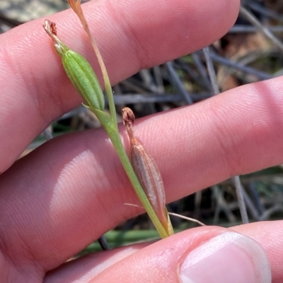 Speculantha sp. (A tiny greenhood) at Acton, ACT - 19 Mar 2024 by Tapirlord