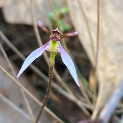 Eriochilus cucullatus (Parson's Bands) at Acton, ACT - 19 Mar 2024 by Tapirlord