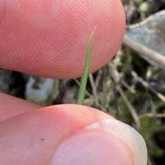 Diuris sp. at Black Mountain - 19 Mar 2024