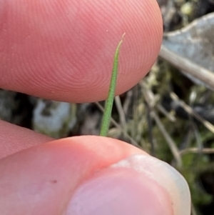 Diuris sp. at Black Mountain - 19 Mar 2024