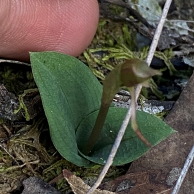 Chiloglottis reflexa (Short-clubbed Wasp Orchid) at Acton, ACT - 19 Mar 2024 by Tapirlord