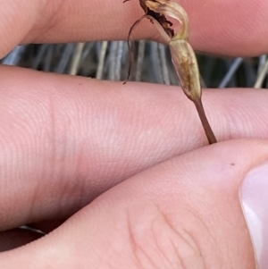 Chiloglottis reflexa at Black Mountain - 19 Mar 2024