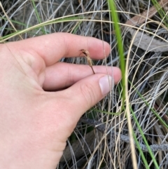 Chiloglottis reflexa at Black Mountain - 19 Mar 2024