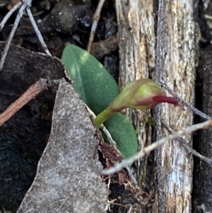 Chiloglottis reflexa at Black Mountain - 19 Mar 2024