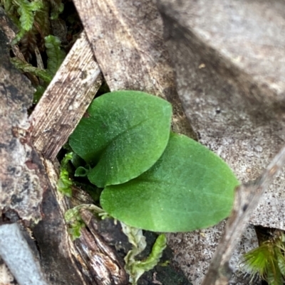 Pterostylis sp. (A Greenhood) at Black Mountain - 18 Mar 2024 by Tapirlord