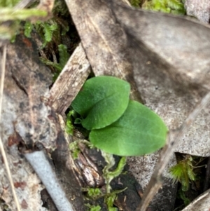 Pterostylis sp. at Black Mountain - suppressed
