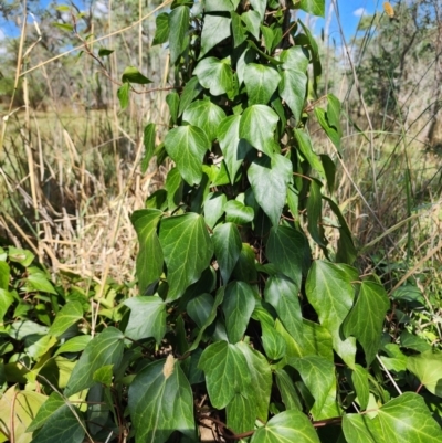 Hedera sp. (helix or hibernica) (Ivy) at Gungaderra Grasslands - 19 Mar 2024 by HarleyB