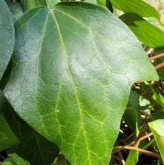 Hedera sp. (helix or hibernica) at Gungaderra Grasslands - 19 Mar 2024