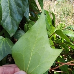 Hedera sp. (helix or hibernica) at Gungaderra Grasslands - 19 Mar 2024