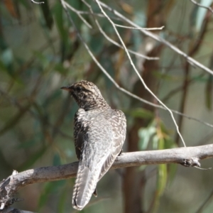 Cacomantis variolosus at Hall, ACT - 19 Mar 2024