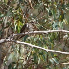 Cacomantis variolosus at Hall, ACT - 19 Mar 2024