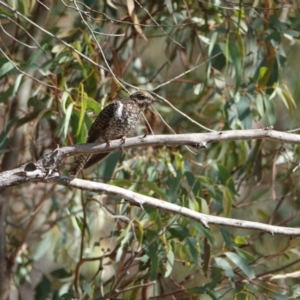 Cacomantis variolosus at Hall, ACT - 19 Mar 2024